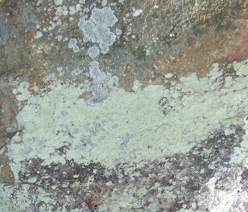 Mossy Rock Texture