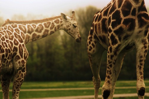 Baby Giraffe Safe With Mom