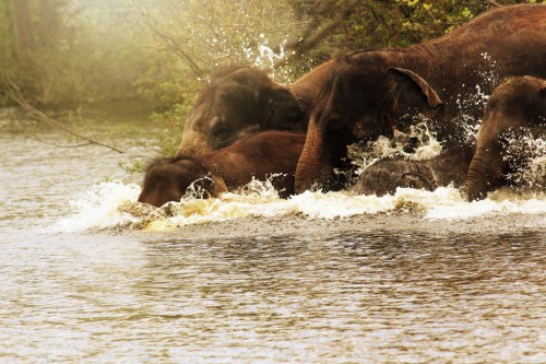 Elephants of The River